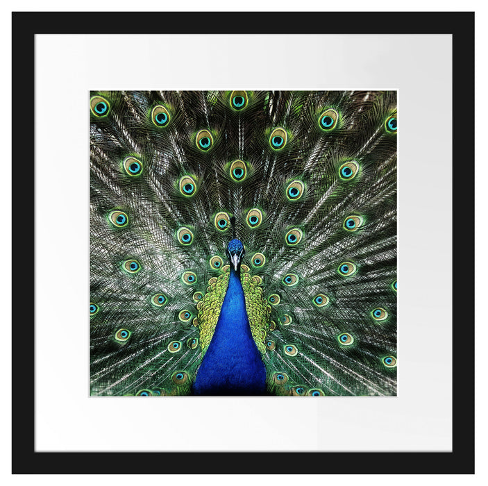 Schöner Pfau mit seinem Gefieder Passepartout Quadratisch 40x40