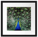 Schöner Pfau mit seinem Gefieder Passepartout Quadratisch 40x40