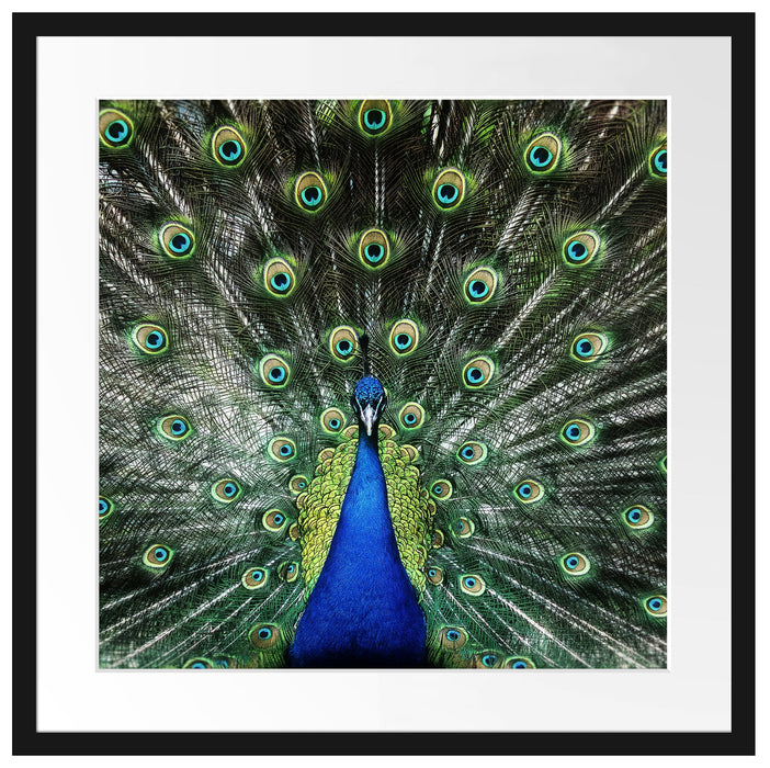 Schöner Pfau mit seinem Gefieder Passepartout Quadratisch 55x55