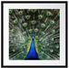Schöner Pfau mit seinem Gefieder Passepartout Quadratisch 55x55