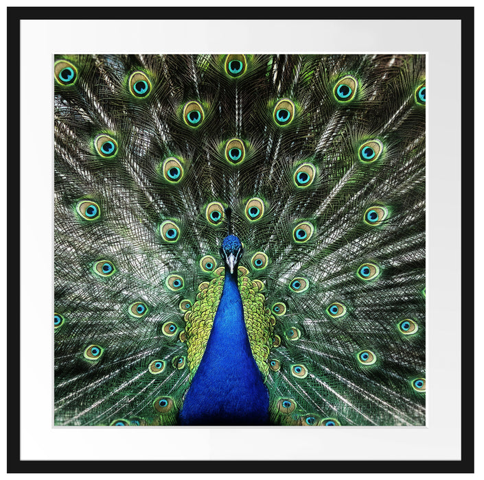 Schöner Pfau mit seinem Gefieder Passepartout Quadratisch 70x70