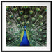 Schöner Pfau mit seinem Gefieder Passepartout Quadratisch 70x70