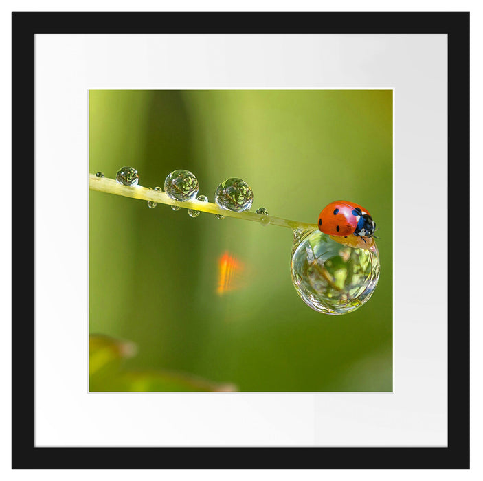 Marienkäfer Wassertropfen Passepartout Quadratisch 40x40