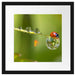 Marienkäfer Wassertropfen Passepartout Quadratisch 40x40