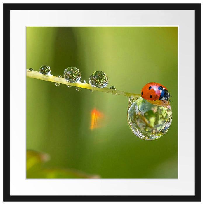 Marienkäfer Wassertropfen Passepartout Quadratisch 55x55