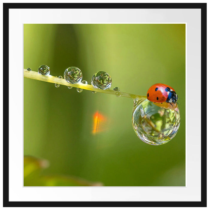 Marienkäfer Wassertropfen Passepartout Quadratisch 70x70