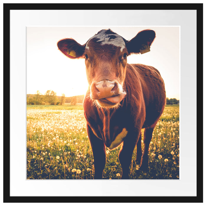 Kuh auf Blumenwiese Passepartout Quadratisch 55x55