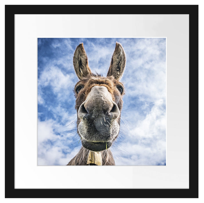 Lustiger Esel Passepartout Quadratisch 40x40