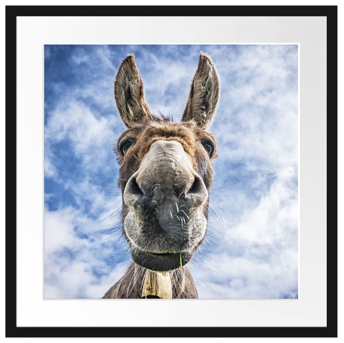 Lustiger Esel Passepartout Quadratisch 55x55
