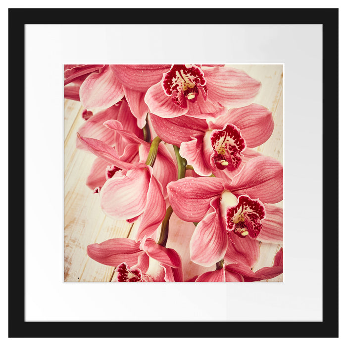 Rosane Orchideenblüten Passepartout Quadratisch 40x40