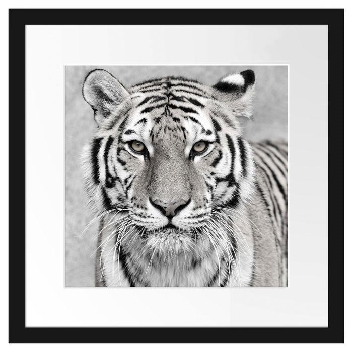 Anmutiger Tiger in Passepartout Quadratisch 40x40