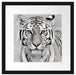 Anmutiger Tiger in Passepartout Quadratisch 40x40
