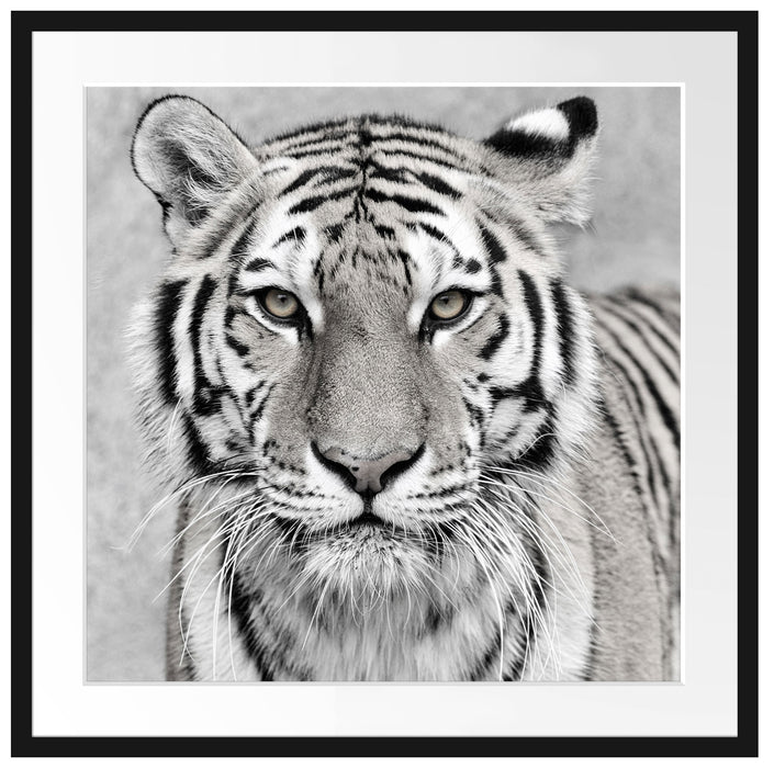 Anmutiger Tiger in Passepartout Quadratisch 70x70