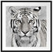 Anmutiger Tiger in Passepartout Quadratisch 70x70