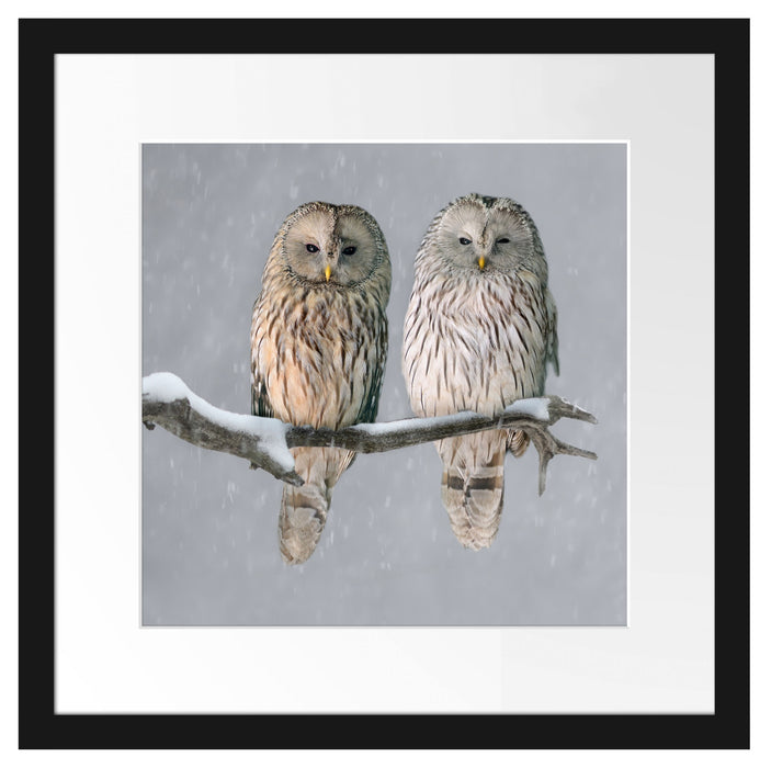 Zwei Eulen in Winterlandschaft Passepartout Quadratisch 40x40