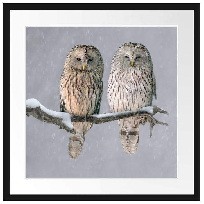 Zwei Eulen in Winterlandschaft Passepartout Quadratisch 55x55