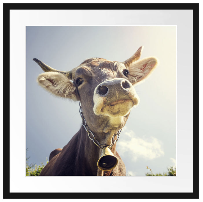 Lustiges Portrait einer Kuh Passepartout Quadratisch 55x55