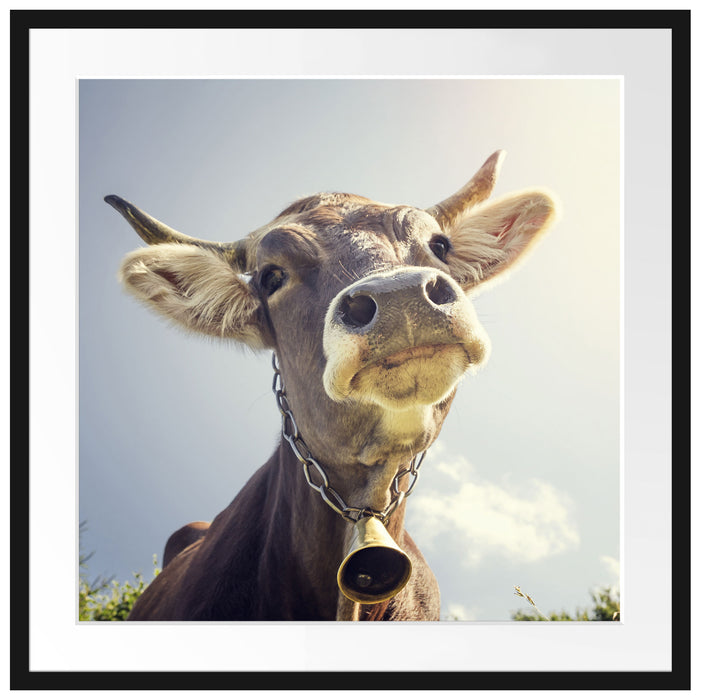 Lustiges Portrait einer Kuh Passepartout Quadratisch 70x70