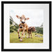Almkuh auf der Weide Passepartout Quadratisch 40x40