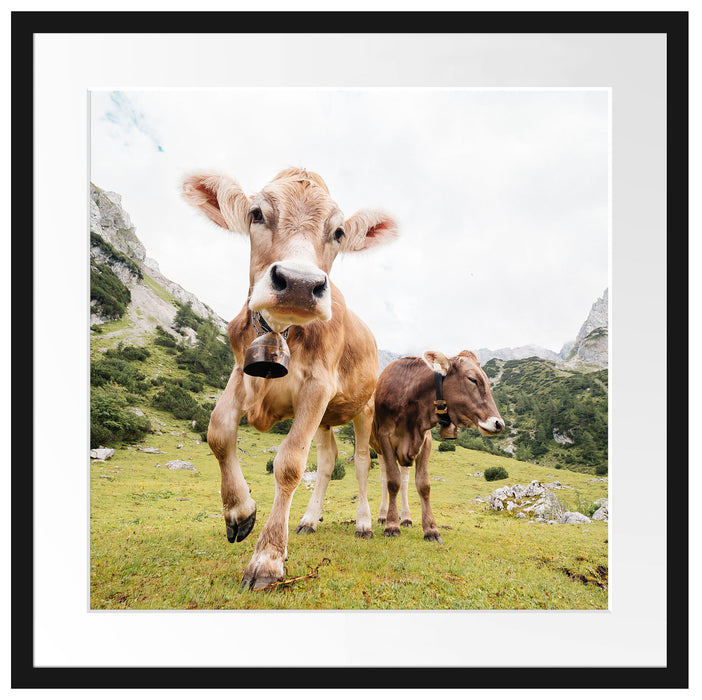 Almkuh auf der Weide Passepartout Quadratisch 55x55