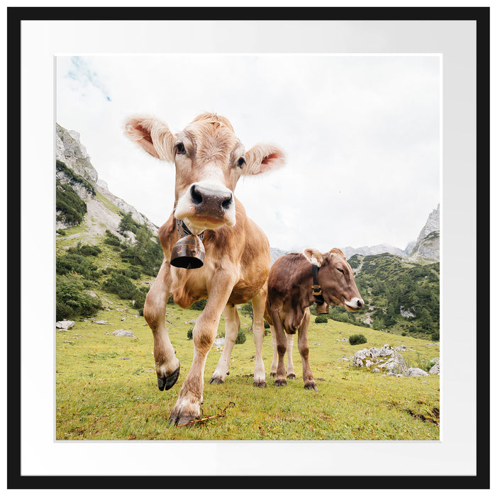 Almkuh auf der Weide Passepartout Quadratisch 70x70