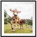 Almkuh auf der Weide Passepartout Quadratisch 70x70