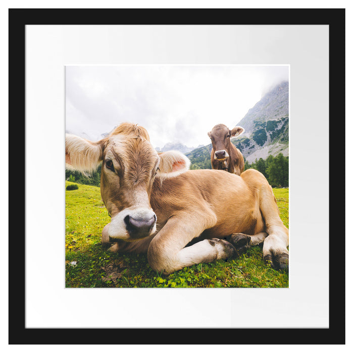 Almkuh in den Bergen Passepartout Quadratisch 40x40