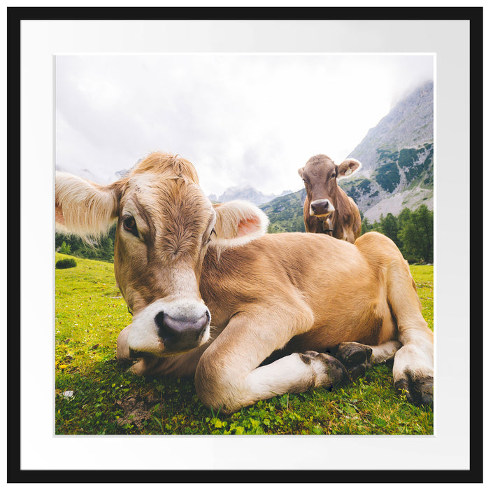 Almkuh in den Bergen Passepartout Quadratisch 70x70