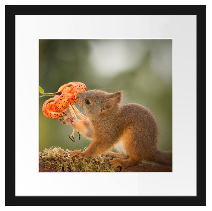 Eichhörnchen riecht an einer Blume Passepartout Quadratisch 40x40