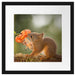 Eichhörnchen riecht an einer Blume Passepartout Quadratisch 40x40