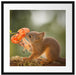 Eichhörnchen riecht an einer Blume Passepartout Quadratisch 55x55