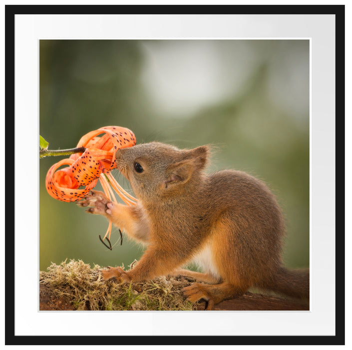 Eichhörnchen riecht an einer Blume Passepartout Quadratisch 70x70