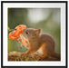Eichhörnchen riecht an einer Blume Passepartout Quadratisch 70x70