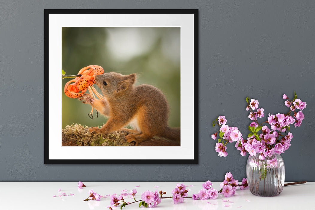 Eichhörnchen riecht an einer Blume Quadratisch Passepartout Dekovorschlag