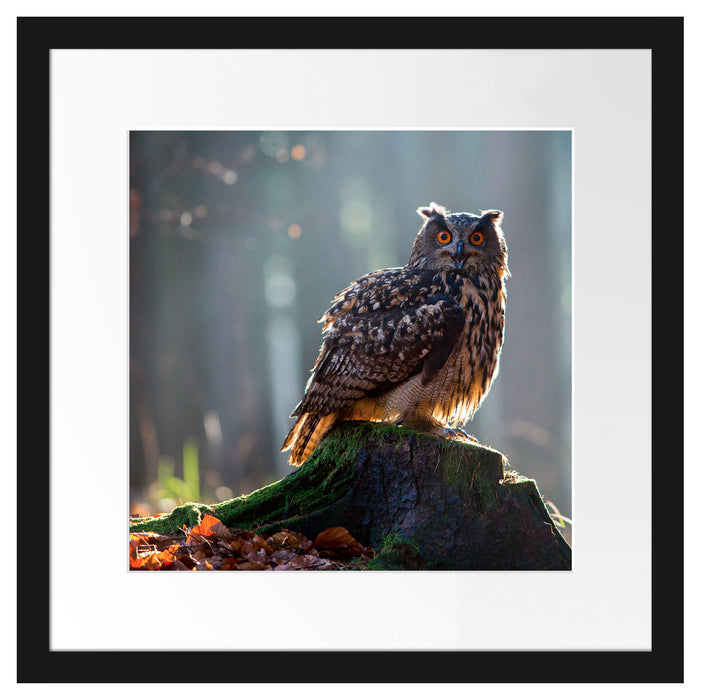 die Eule auf dem Baumstamm Passepartout Quadratisch 40x40