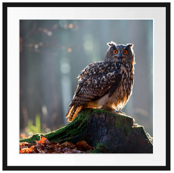die Eule auf dem Baumstamm Passepartout Quadratisch 70x70