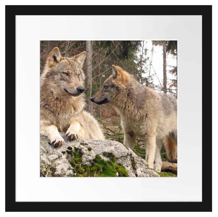 Wölfe im Wald Passepartout Quadratisch 40x40