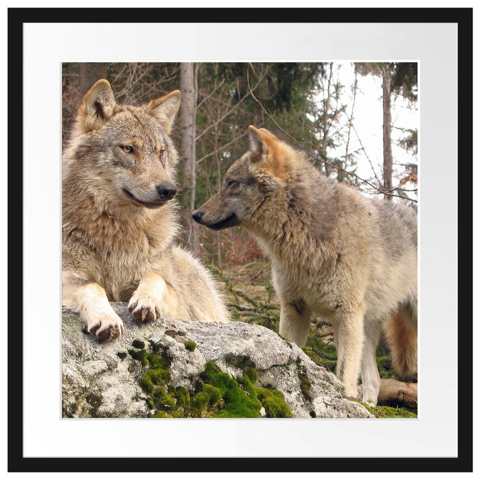 Wölfe im Wald Passepartout Quadratisch 55x55