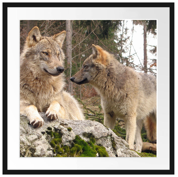 Wölfe im Wald Passepartout Quadratisch 70x70