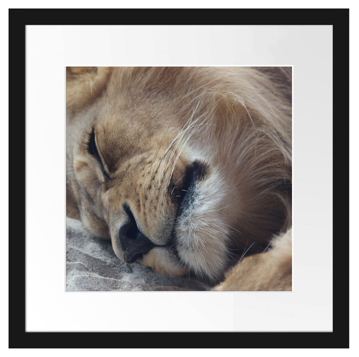 schlafender Löwe Passepartout Quadratisch 40x40