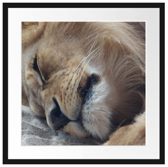 schlafender Löwe Passepartout Quadratisch 55x55