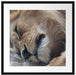 schlafender Löwe Passepartout Quadratisch 55x55