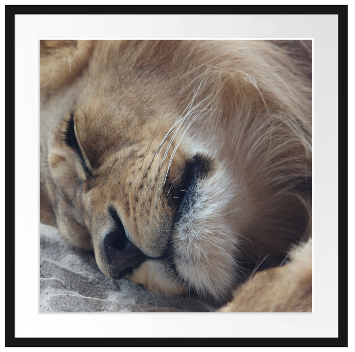 schlafender Löwe Passepartout Quadratisch 70x70