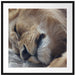 schlafender Löwe Passepartout Quadratisch 70x70
