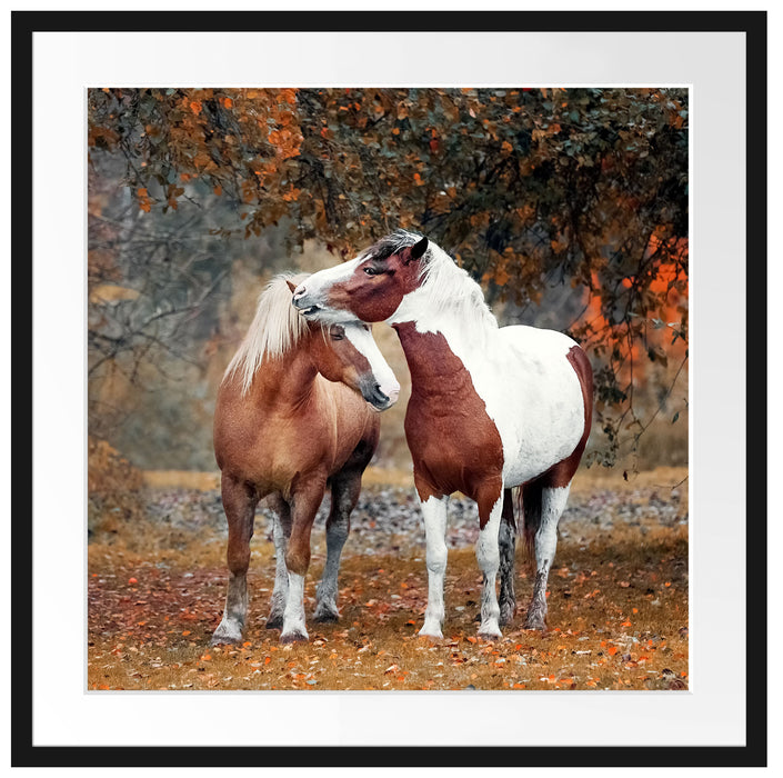 zwei schmusende Pferde Passepartout Quadratisch 70x70