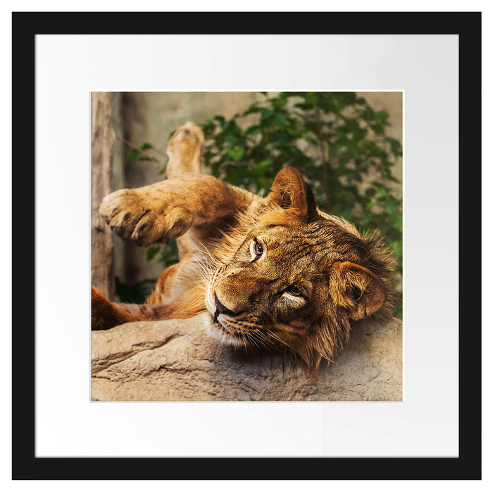 verspielter kleiner Löwe Passepartout Quadratisch 40x40