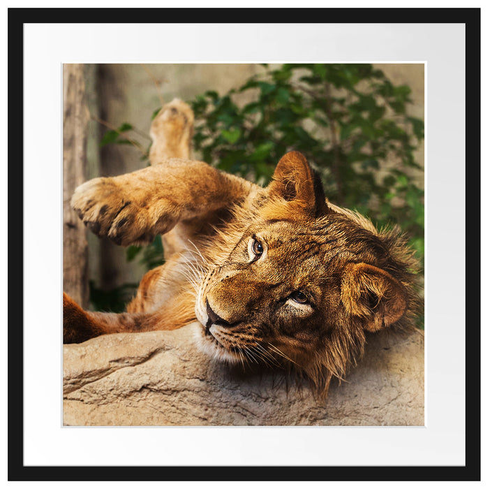 verspielter kleiner Löwe Passepartout Quadratisch 55x55