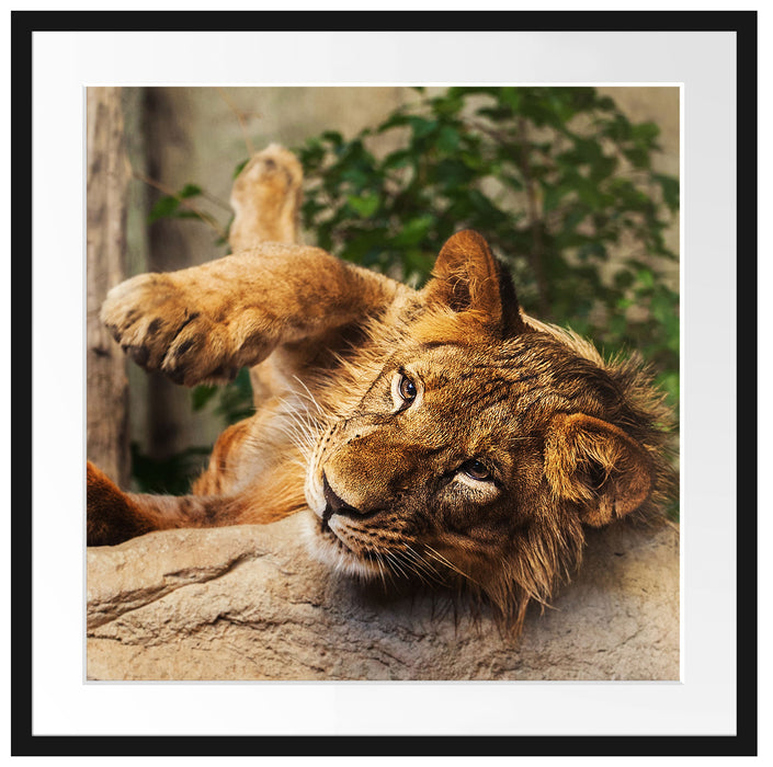 verspielter kleiner Löwe Passepartout Quadratisch 70x70