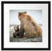 Bär mit Baby nach dem Baden Passepartout Quadratisch 40x40