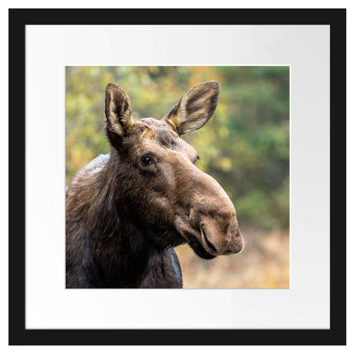 Elch im Wald Passepartout Quadratisch 40x40